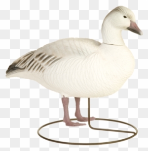 Free Free 317 Snow Goose Svg SVG PNG EPS DXF File