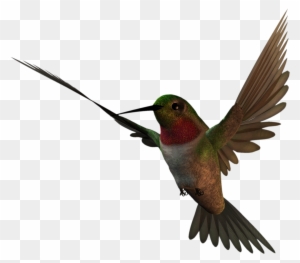 Free High Resolution Clipart - Hummingbird High Resolution
