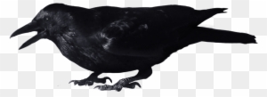 Crow 8 Clip Art Clipartbarn - Crow Png