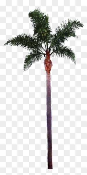 Palm Tree Png File - Palm Tree Png Free Download