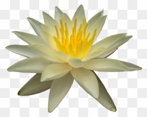 Water Lily Png Picture - White Water Lily Png