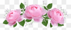 Flower, Floral, Rose, Flora, Petal - Rose De Saint Valentin