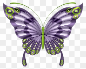 Butterflies°• - ‿✿⁀ - Butterfly Beautiful Art