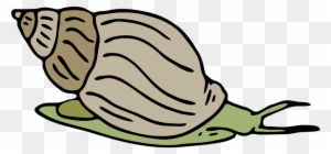 Mollusc Clipart Different - Clip Art Picture Of Snail