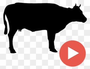 Beef Videos - Cow Clip Art Black And White