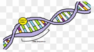 Dna Replication Clipart - Dna Replication Steps - Free Transparent PNG ...
