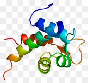Actinin Protein Structure