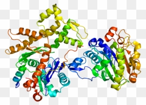 Protein Wipf1 Pdb 2a41 - Wiskott Aldrich Syndrome Protein Crystal Structure
