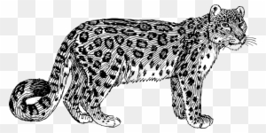 Snow Leopard Cliparts - Drawing Of A Leopard Snow Leopard Cliparts - Drawing Of A Leopard