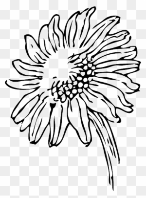 Black, Outline, Drawing, Sketch, Sun, Flower, White - Sunflowers Clip Art Black And White Black, Outline, Drawing, Sketch, Sun, Flower, White - Sunflowers Clip Art Black And White