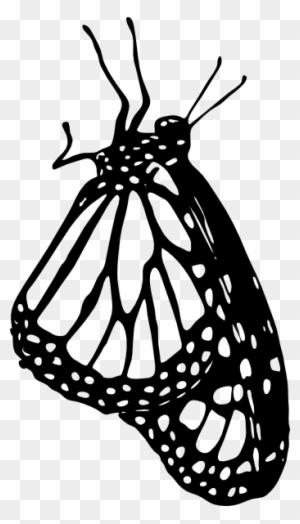 Download Pepperoni Clip Art Download Monarch Butterfly Drawing Side Free Transparent Png Clipart Images Download