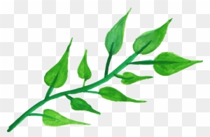 Free Download - Stem With Leaves Png