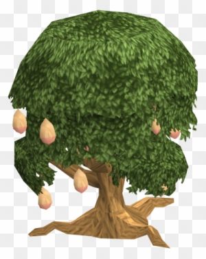 Mango Tree Fairy Tale - Mango Tree Transparent