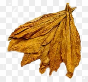 Dried Tobacco Leaves