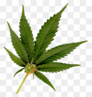 Marijuana Leaf Bud