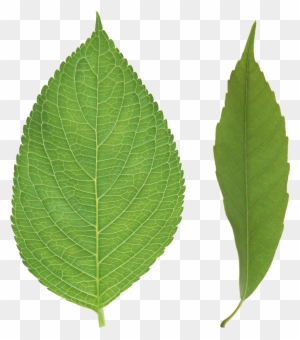 Green Leaves Png Images Free Download Pictures - Leaf