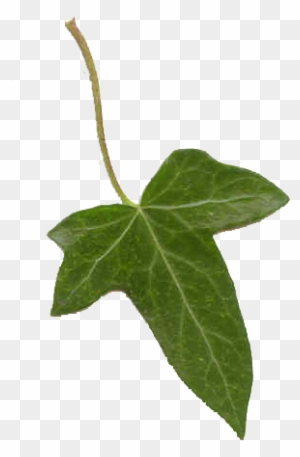 Ivy Leaf By Paulinemoss - Ivy Leaf Transparent