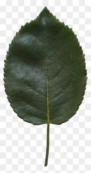 Birch Leaf Texture - Canoe Birch