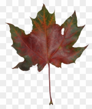 Autumn Maple Leaves - Maple Leaf