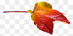 Autumn, Leaves, Leaf, Png, Transparent, Fall Color - Transparent Png Autumn Leaves