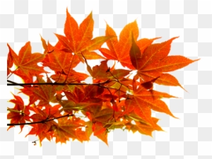 Png Sonbahar Yaprakları, Autumn Leaves Png, Autumn - Autumn Leaf