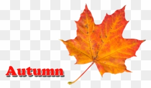 Autumn Leaves Png - Autumn Leaf Color