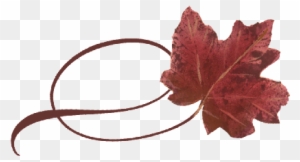 Spring Flowers, Autumn Leaves, Grapes Twisty Red Maple - Maple Leaf