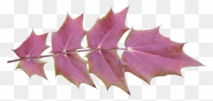 Autumn Leaves With Transparent Background - Maple Leaf
