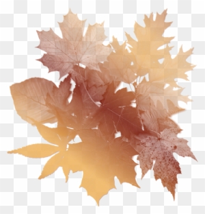 Autumn Leaves Background - Vintage Autumn Leaf Png