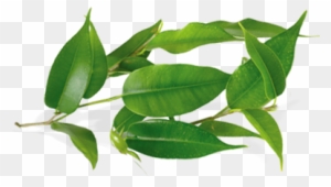 Tea Tree Oil Comes From An Australian Flowering Shrub - Tea Tree Leaves Png