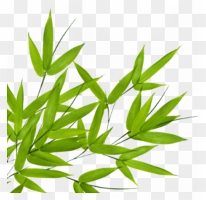 Bamboo Leaf Transparent Png - Portable Network Graphics