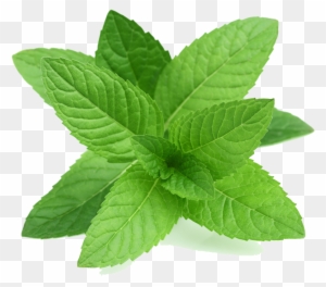 Real Leaves Transparent Png - Perennial Herb Mint Seeds