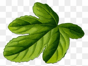 Fig Leaf - Fig Leaf Png