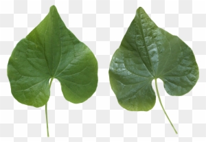 Green Leaves - Flower Leaf Texture Png