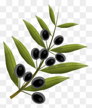 Branche D Olivier Png Free Transparent Png Clipart Images Download