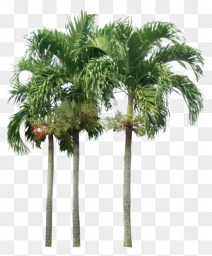Tropical Plant Pictures - Palm Trees Elevation Png