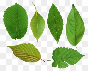 Green Leaves Png Images Free Download Pictures - Png Leaf