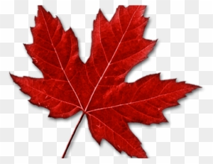 Images Of Maple Leaf - Canadian Maple Leaf Transparent