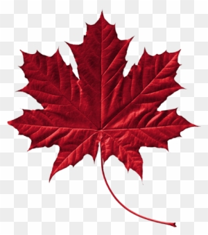 , We Would Like To Offer You A Free Membership And - Canada Symbol Maple Leaf