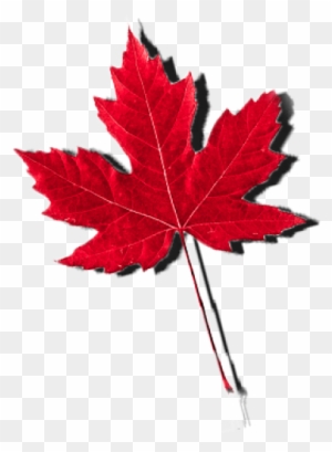Abortion In Canada - Maple Leaf Fall Canada Tree Fan Gift T Shirt