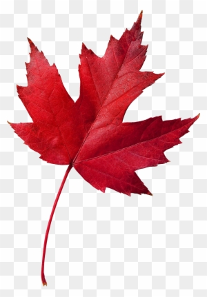 Your Business Is Important To Us And We Appreciate - Canada Symbol Maple Leaf