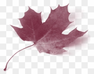 Canada Acer Circinatum Maple Leaf Autumn Leaf Color - Maple Leaves Green Yellow