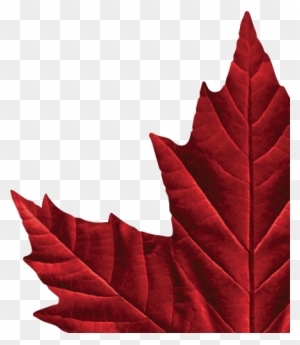 Facebook - Twitter - Molson Canadian Maple Leaf Logo