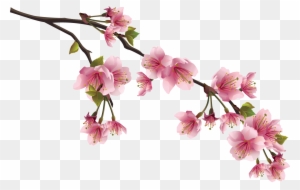 Sakura Png Image With Transparent Background - Rami Di Ciliegio Disegno