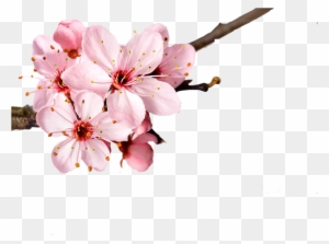 tube corner stickers tags backgrounds blossoms design paper background flower