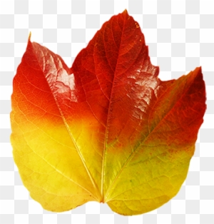 Colorful Autumn Leaf Of Vine - Vine