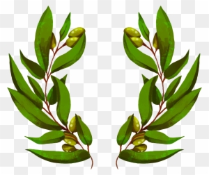 Branche D Olivier Png Free Transparent Png Clipart Images Download