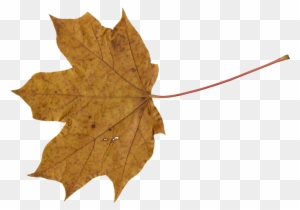 Png File Size - Brown Leaves Png