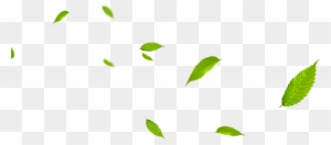 Leaf Green Euclidean Vector Gratis - Portable Network Graphics