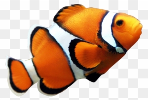 Angelfish Maroon Clownfish Clip Art - Angelfish Maroon Clownfish Clip ...